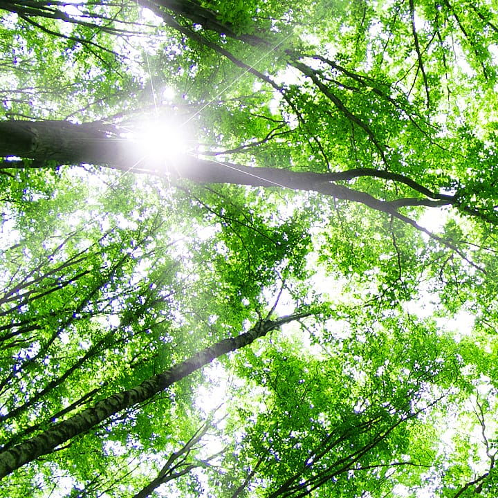 Sustainability commitment | BORGA